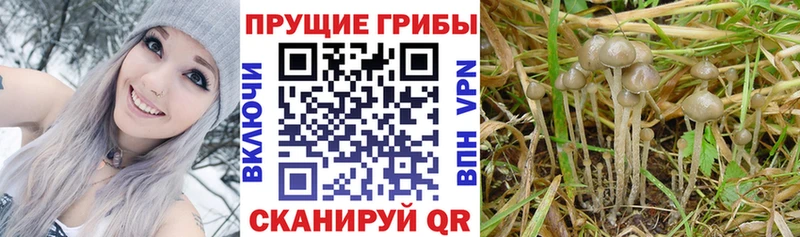 ОМГ ОМГ рабочий сайт  Малоярославец  Галлюциногенные грибы MAGIC MUSHROOMS 